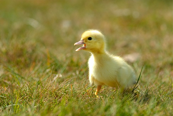 Canard28_05_11 n07.jpg - .
